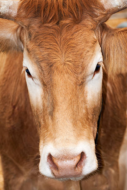 istock Portrait of a cow 166149965
