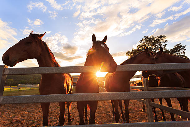 young horses at sunset stock photo