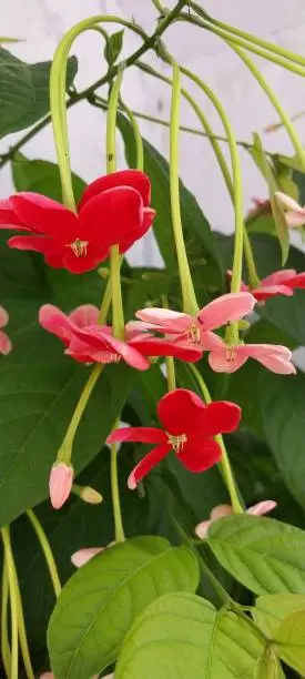 Beautiful Madhumalati flower