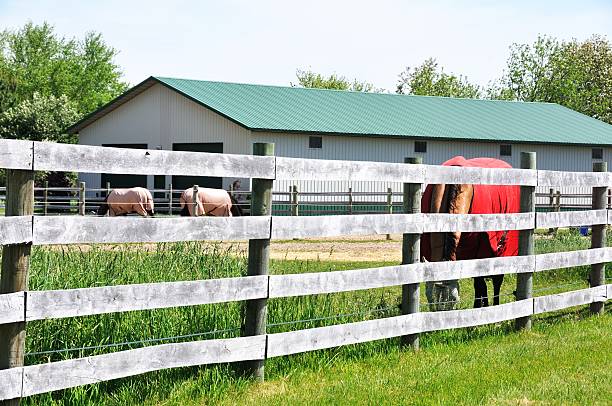 istock Horses Behind Fence 166150563