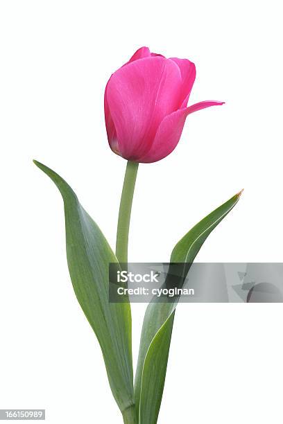 Tulipán Púrpura Foto de stock y más banco de imágenes de Belleza - Belleza, Cabeza de flor, Día