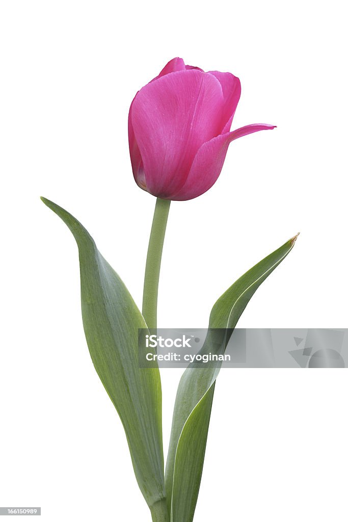 TULIPE violet - Photo de Arbre en fleurs libre de droits