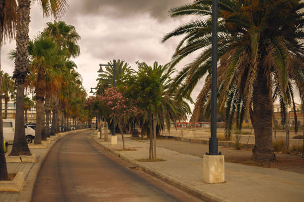 Palm Trees
