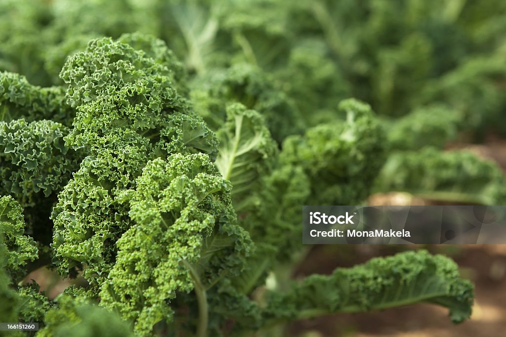 Kale in garden Curly kale in garden Agriculture Stock Photo