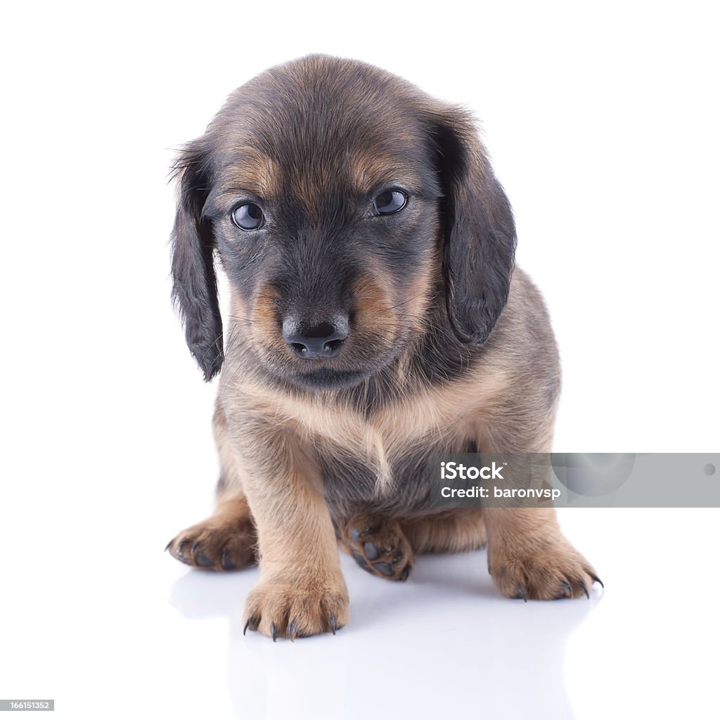 dachshund filhote - Foto de stock de Animal royalty-free