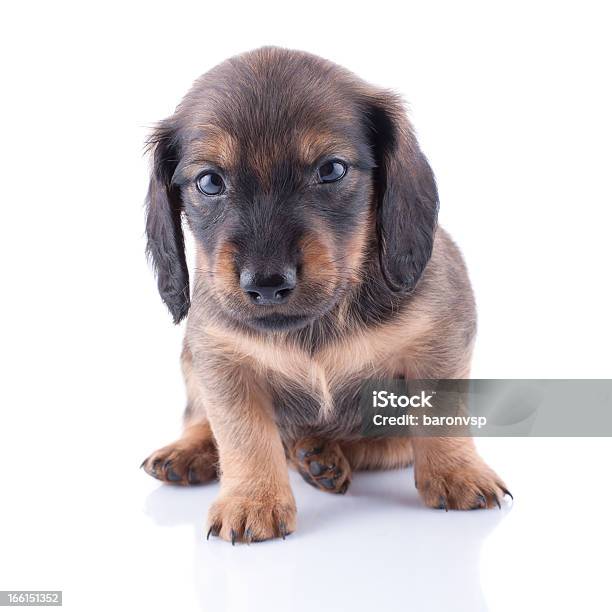 Foto de Dachshund Filhote e mais fotos de stock de Animal - Animal, Animal de estimação, Animal doméstico