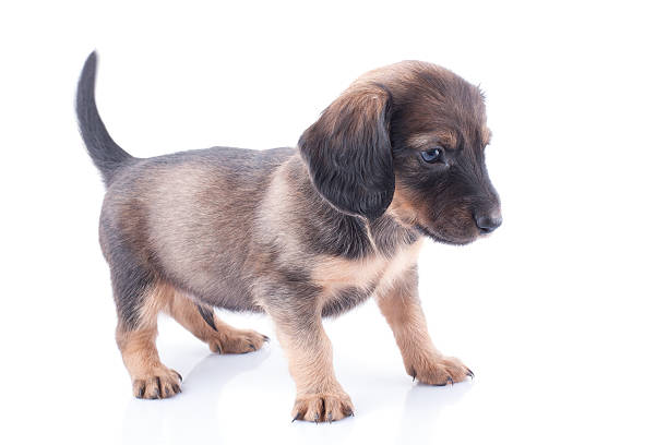 istock dachshund puppy 166151354