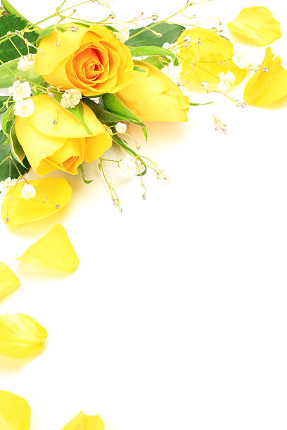 yellow rose and haze grass