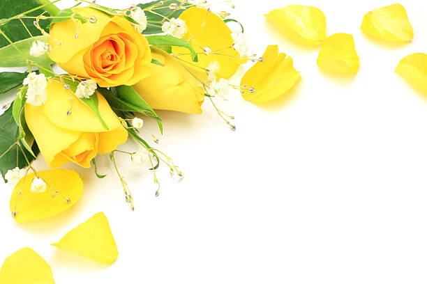 istock yellow rose and haze grass 166151871