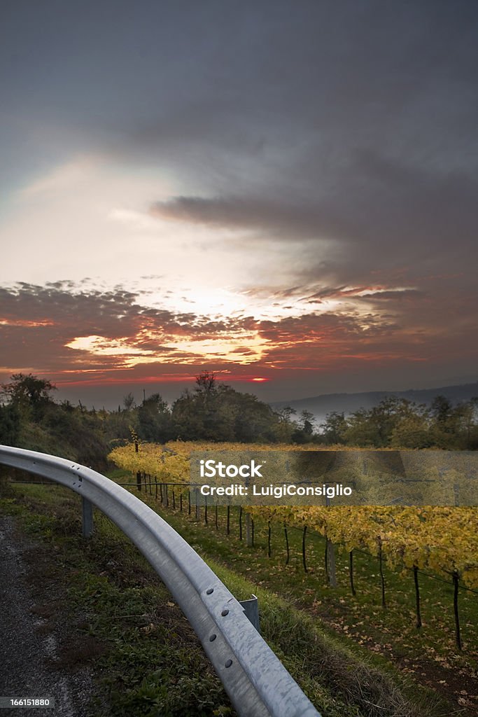 Weinberge im Herbst - Lizenzfrei Agrarbetrieb Stock-Foto