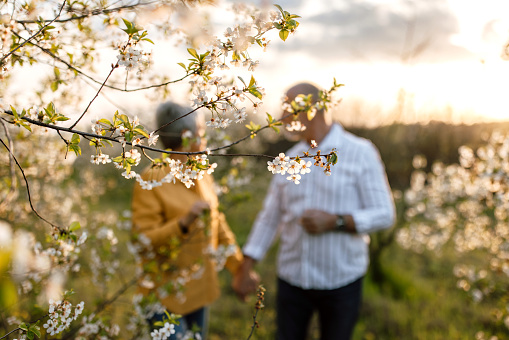 Senior couple enjoying walk in cherry blossom orchard on sunny spring day