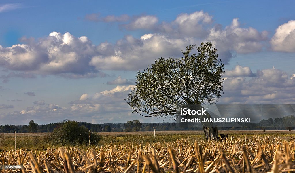 Autumn in Podlasie Narew National Park Podlasie-Poland Agricultural Field Stock Photo