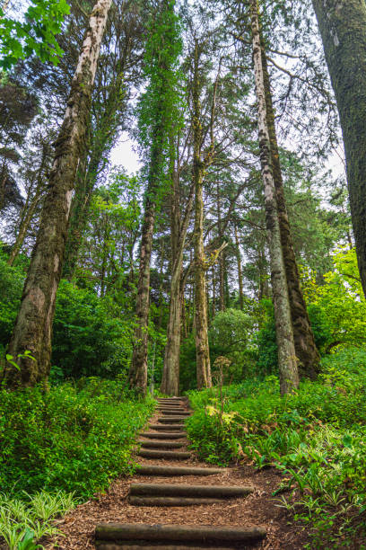 istock Stairway in the woods 1661529884