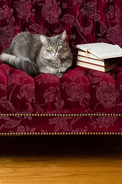 Vertical studio shot of grey tabby cat on tufted maroon settee with pile of antique books by its side.  Cat ambassador for encouraging you to read!