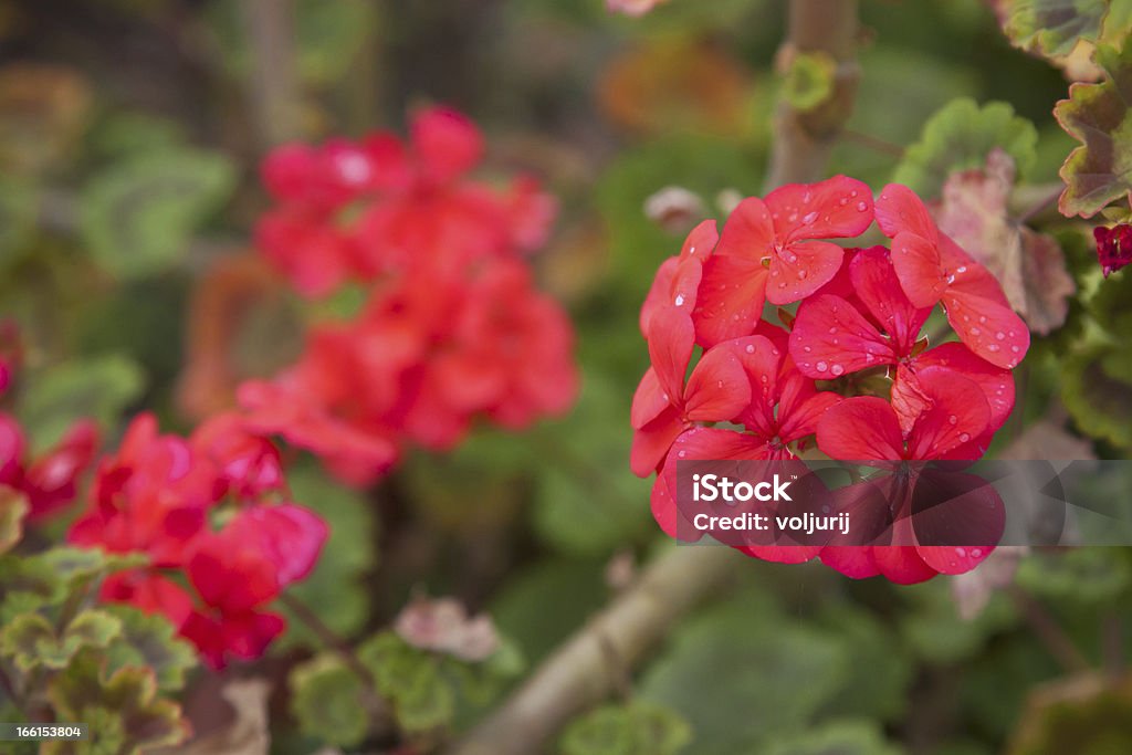 Gerânio Red jardim de flores, close-up fotografia - Foto de stock de Alagado - Molhado royalty-free