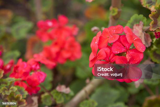 Foto de Gerânio Red Jardim De Flores Closeup Fotografia e mais fotos de stock de Alagado - Molhado - Alagado - Molhado, Beleza natural - Natureza, Cabeça da flor