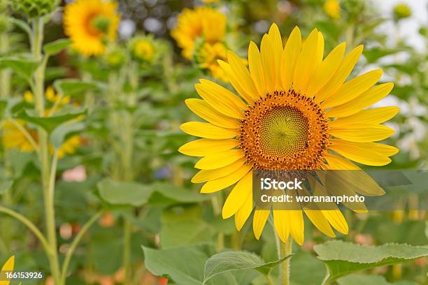 Sonnenblumen Im Garten Stockfoto und mehr Bilder von Blatt - Pflanzenbestandteile - Blatt - Pflanzenbestandteile, Blume, Bunt - Farbton
