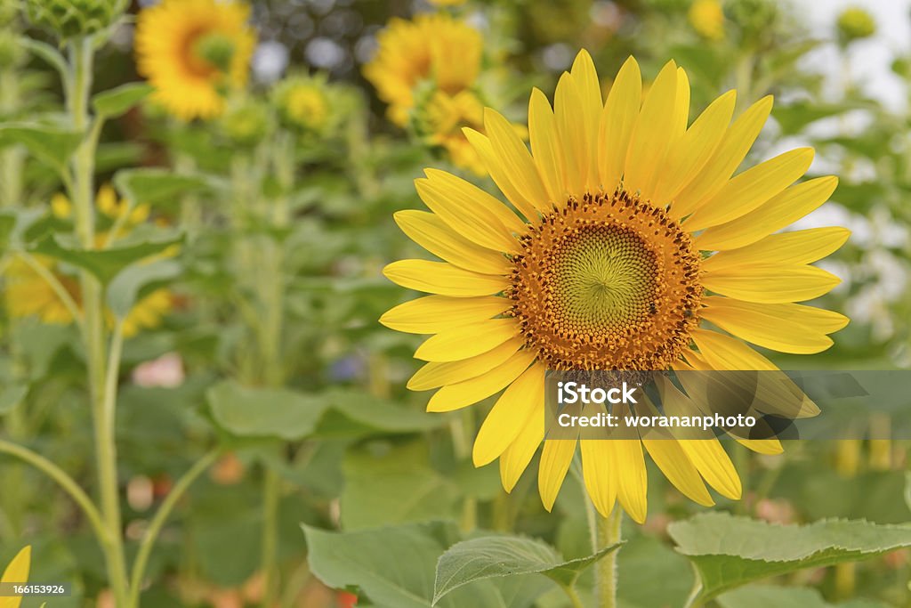 Słonecznik w ogrodzie - Zbiór zdjęć royalty-free (Bez ludzi)