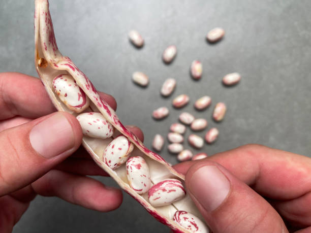istock Kidney beans. Hand showing fresh kidney beans 1661543332