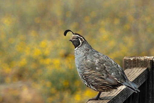 California quail perches on a fence in the morning sun