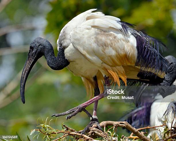 African Ibis Sacro - Fotografie stock e altre immagini di Ibis sacro - Ibis sacro, Africa, Appollaiarsi