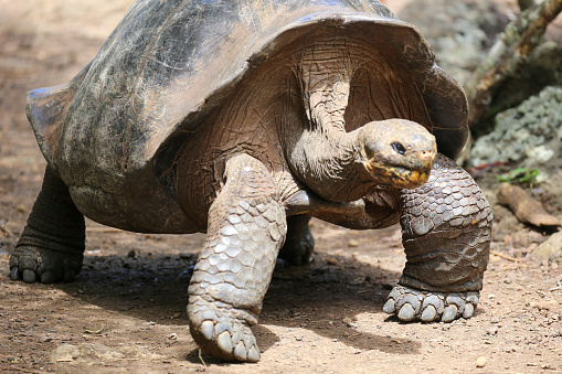 Endemic giant tortoise on San Cristobal Island, Ecuador