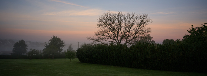 Huge Walnut Tree in early morning sunrise Autumn Mist - Fog. Colorful twilight sky shining over Yew Tree Hedge. Hasselblad XPAN Panorama of moody Sunrise - dawn Twilight. Baden Württemberg, South Germany.