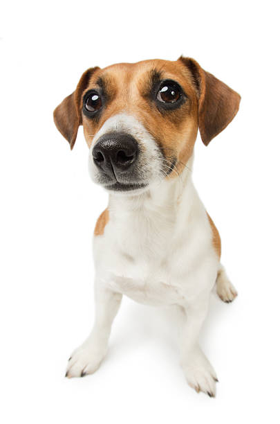 istock Cute Jack Russel terrier dog. 166155527