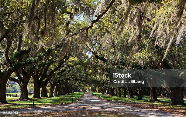 Live Oaks - zdjęcia stockowe i więcej obrazów Plantacja Boone Hall - Plantacja Boone Hall, Charleston - Stan Karolina Południowa, Historia