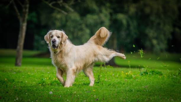 istock a dog running on the grass in the park with trees 1661563616