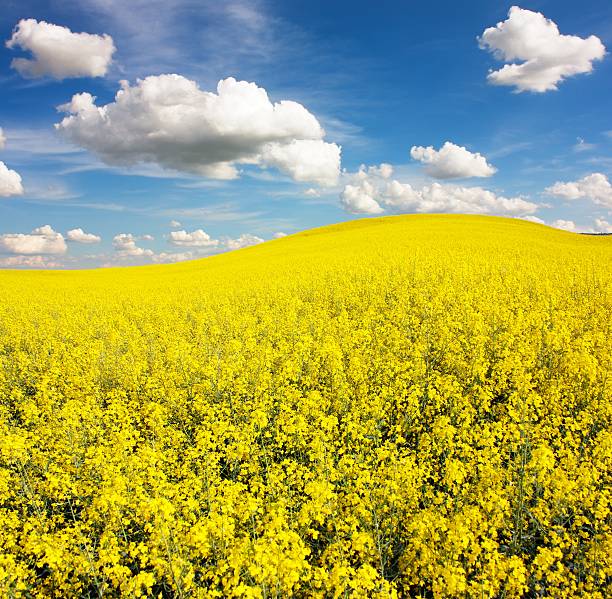 istock field of rapeseed with beautiful cloud 166156428
