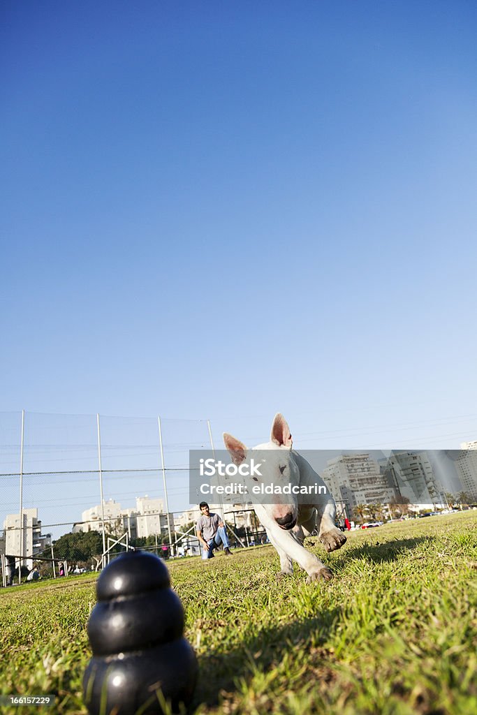 Bull Terrier corrida para mastigar Toy do parque - Foto de stock de Adulto royalty-free