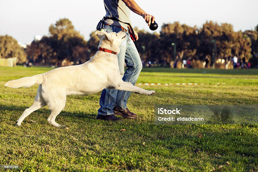 Entrenador con Perro Labrador y mastique juguete en el parque - Foto de stock de Entrenador de animales libre de derechos