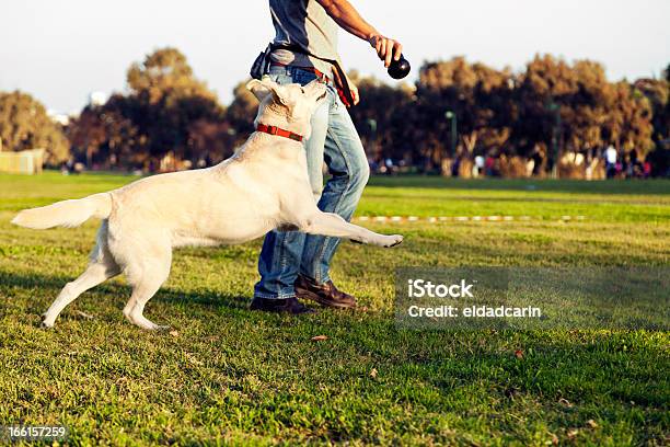 Entrenador Con Perro Labrador Y Mastique Juguete En El Parque Foto de stock y más banco de imágenes de Entrenador de animales