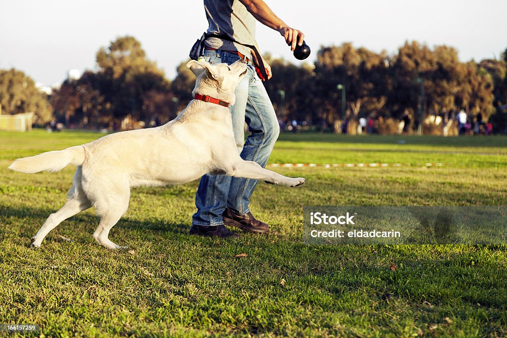 Labrador 、トレーナー、Chew トーイ公園で犬 - 動物調教師のロイヤリティフリーストックフォト