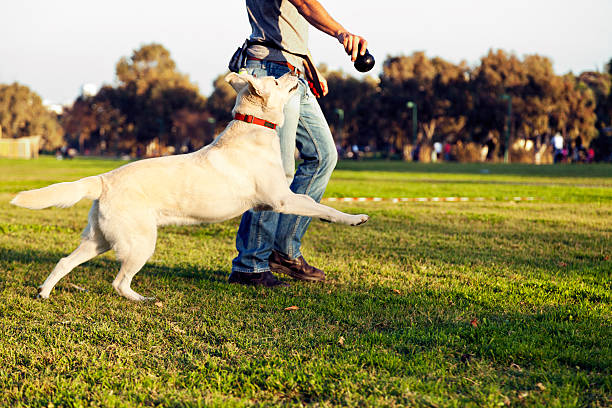 labrador i trener z pies żuć zabawka w parku - action dog outdoors animal trainer zdjęcia i obrazy z banku zdjęć