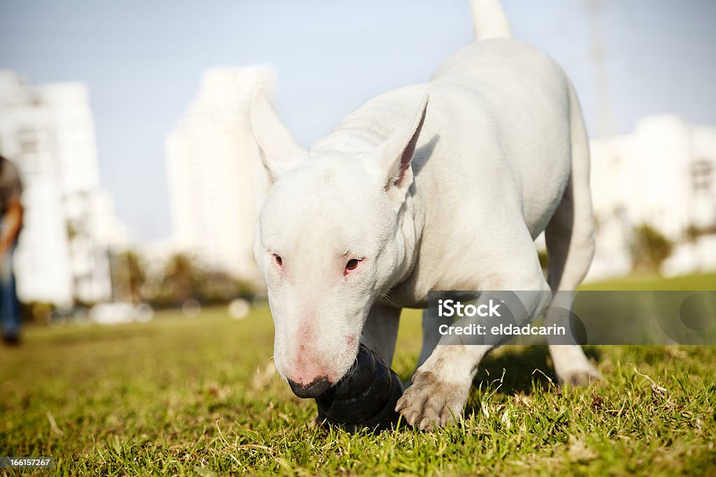 Bull Terrier com mastigar brinquedo em Parque - Royalty-free Animal Foto de stock