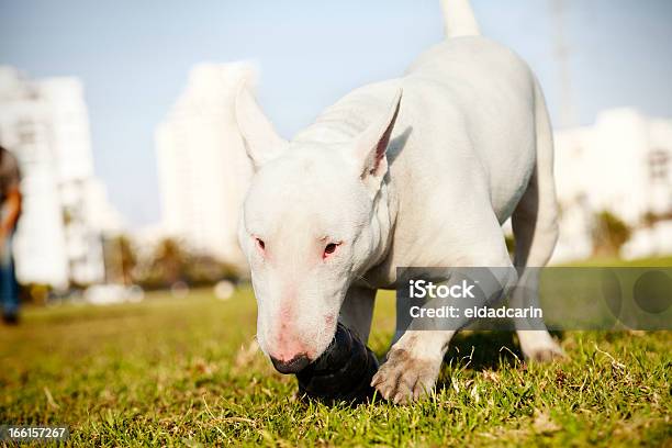 Bull Terrier Com Mastigar Brinquedo Em Parque - Fotografias de stock e mais imagens de Animal - Animal, Animal Doméstico, Animal de Estimação