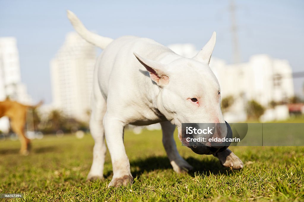 Bull Terrier com mastigar brinquedo em Parque - Royalty-free Animal Foto de stock