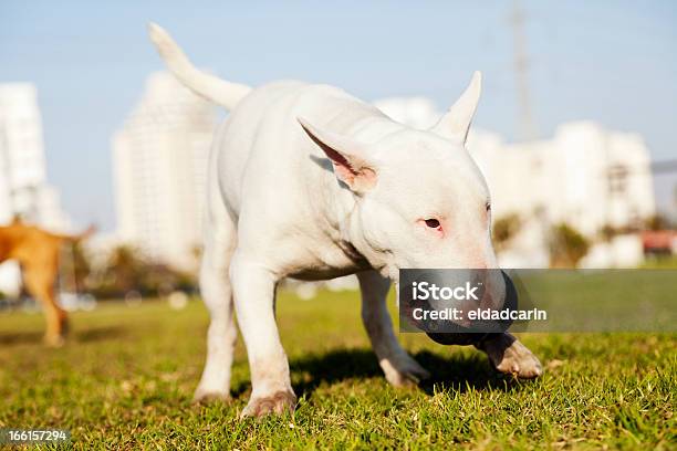 Bull Terrier Com Mastigar Brinquedo Em Parque - Fotografias de stock e mais imagens de Animal - Animal, Animal Doméstico, Animal de Estimação