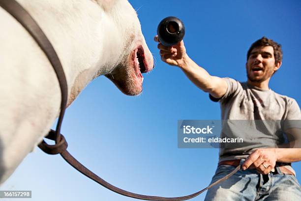 Foto de Cachorro E Trainer Chew Toy A Tensão e mais fotos de stock de Adulto - Adulto, Animal, Animal de estimação