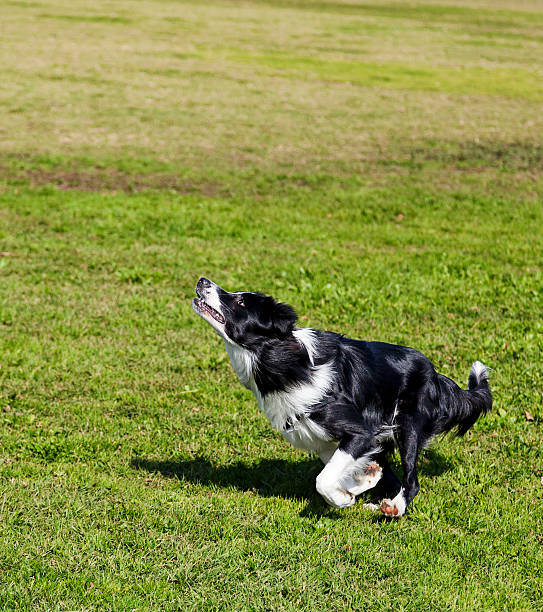istock Border Collie Dog Jumping for a Toy in Park 166157307