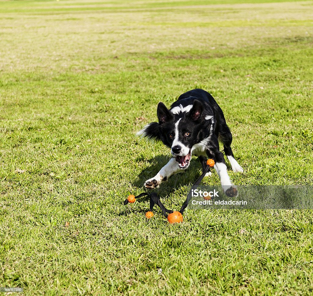 Jouet pour chien Border Collie obtention de Park - Photo de Activité libre de droits