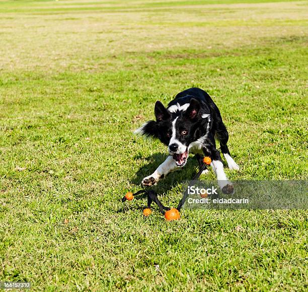 Border Collie Cane Giocattolo In Park Recupero - Fotografie stock e altre immagini di A mezz'aria - A mezz'aria, Afferrare, Ambientazione esterna