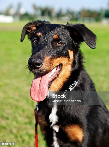 Foto de Cão Pastor Australiano Beauceron Retrato Do Parque e mais fotos de stock de Animal - Animal, Animal de estimação, Animal doméstico