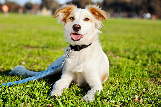 istock Mixed Breed Dog Portrait in the Park 166157322