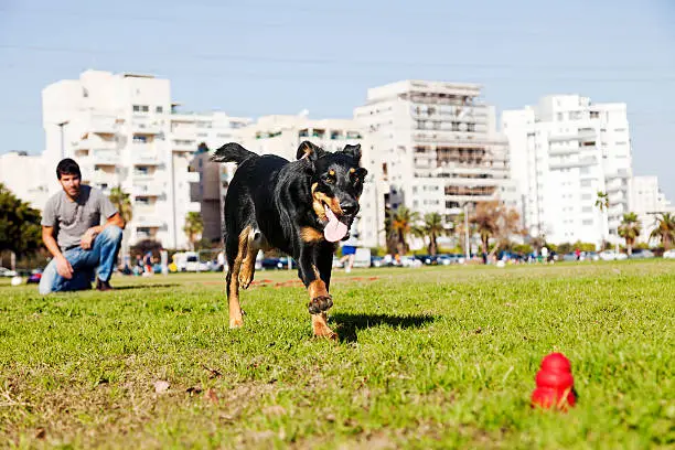 A Beauceron and Australian Shepherd mixed breed dog running for its chew toy with its owner looking from the background.