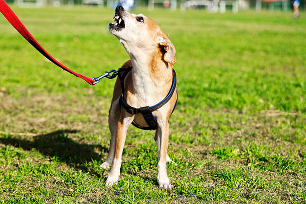 latindo pinscher cão retrato no parque - late afternoon imagens e fotografias de stock