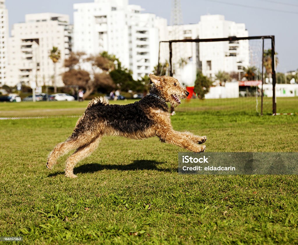 Airdale Terrier perro corriendo en el parque - Foto de stock de Correr libre de derechos