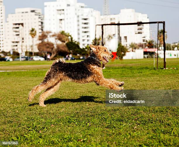 Airdale Terrier Perro Corriendo En El Parque Foto de stock y más banco de imágenes de Correr - Correr, Terrier Airedale, Perfil - Vista de costado